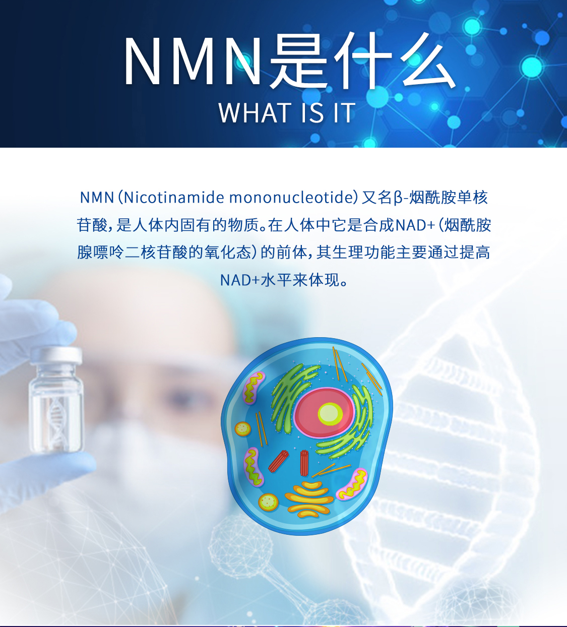 不老神药抗癌新发现：NMN抑制肿瘤生长高达71.4%！