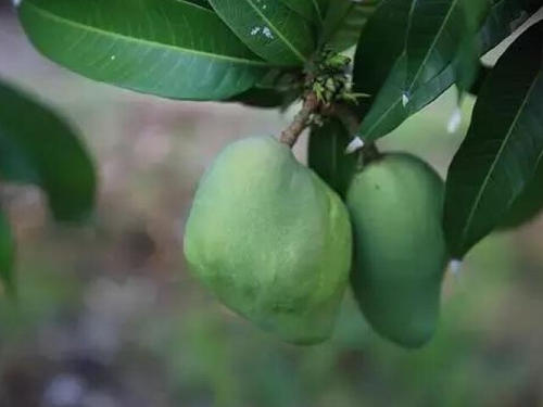 喷施噻苯隆可显著提高和改善芒果的产量及品质