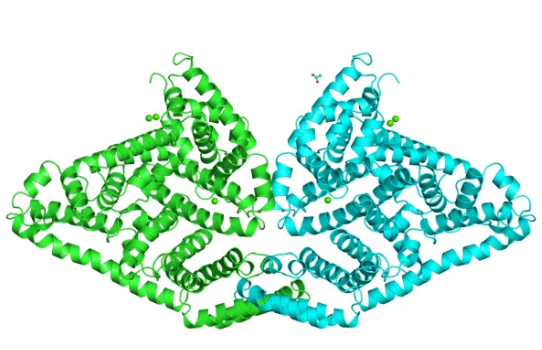 JACS：“π-钳”介导的位点特异性单域抗体二聚化